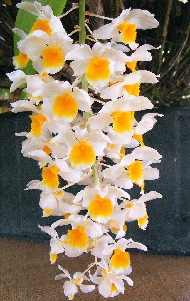 Dendrobium farmeri