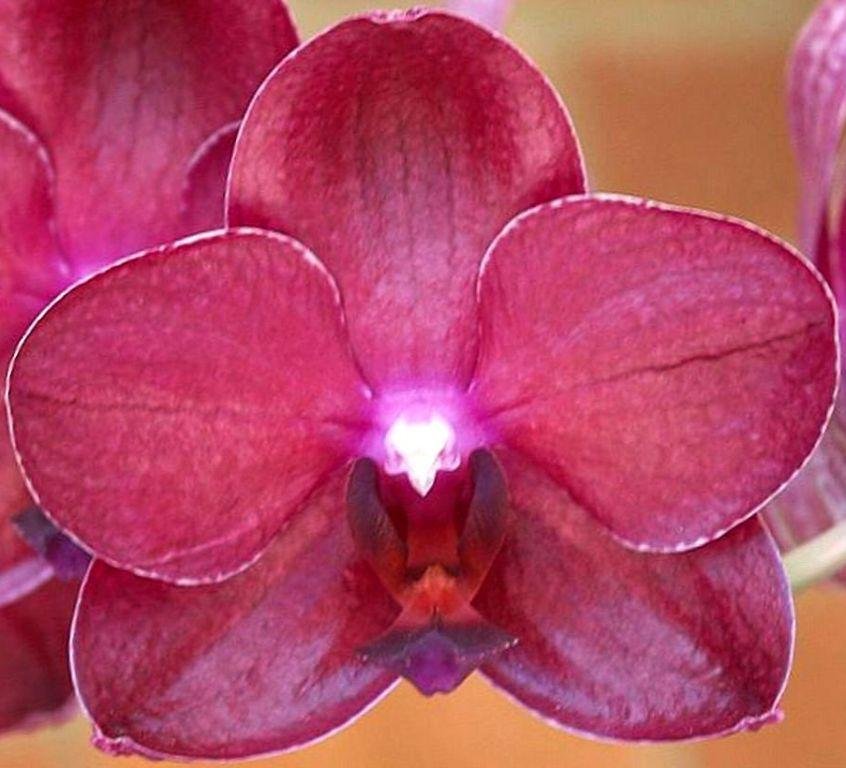 Phalaenopsis Golden Sun - HCC/AOC