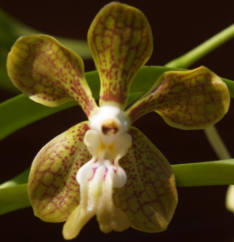 Vanda motesiana