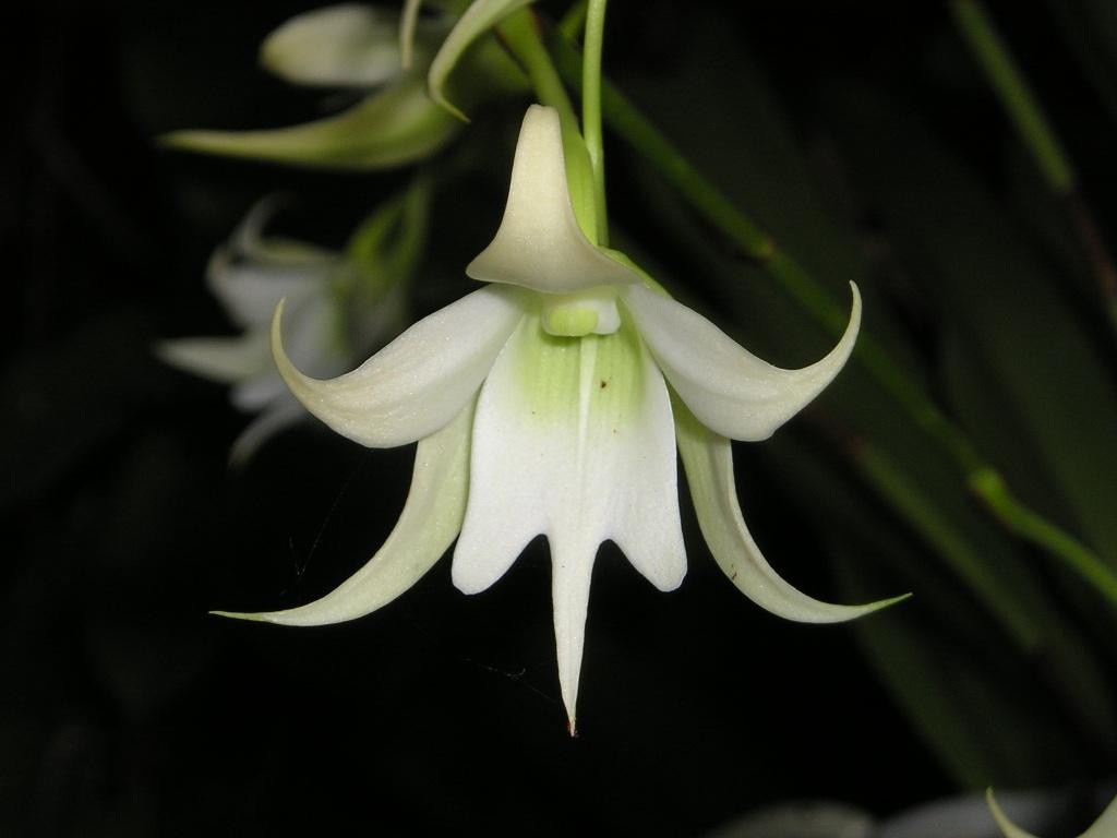 Sobennikoffia humbertiana