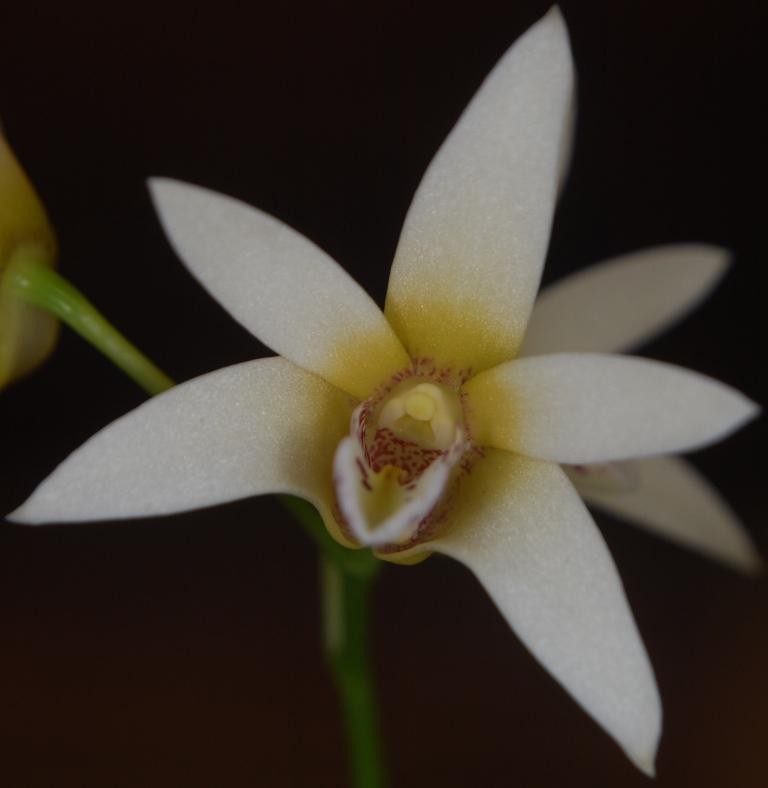 Dendrobium finniganense - CBM/AOC