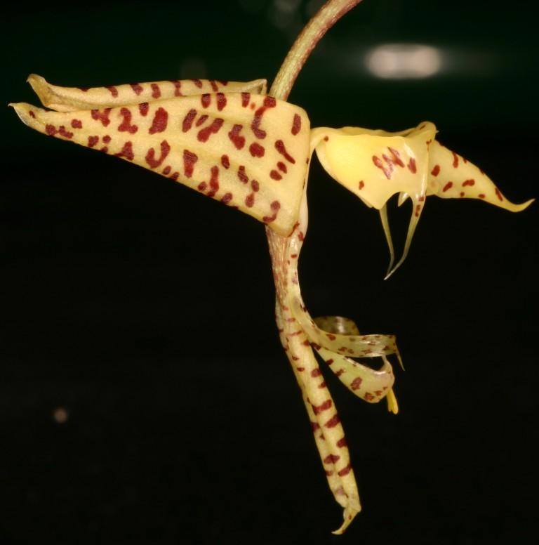 Gongora pardina