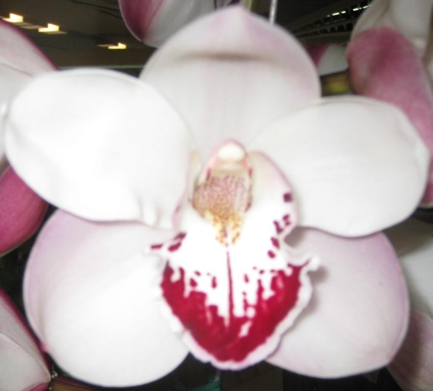 Cymbidium Zenera
