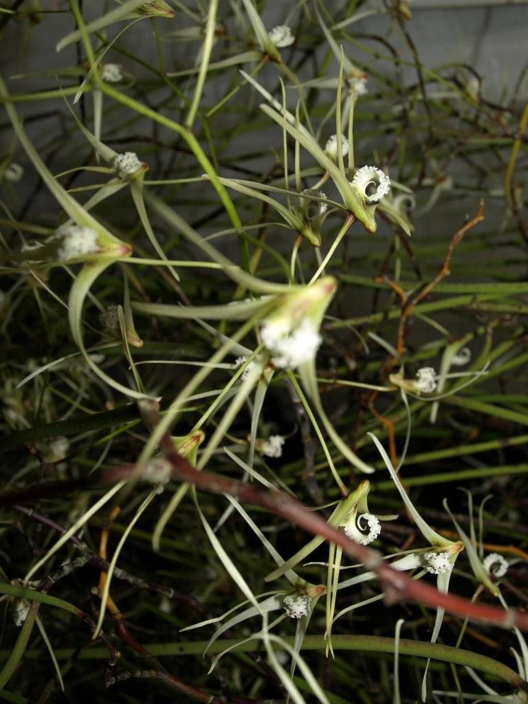 Dendrobium teretifolium var. fasciculatum - AM/AOC