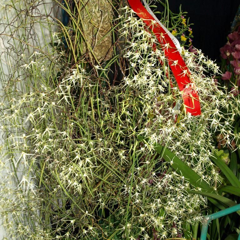 Dendrobium teretifolium