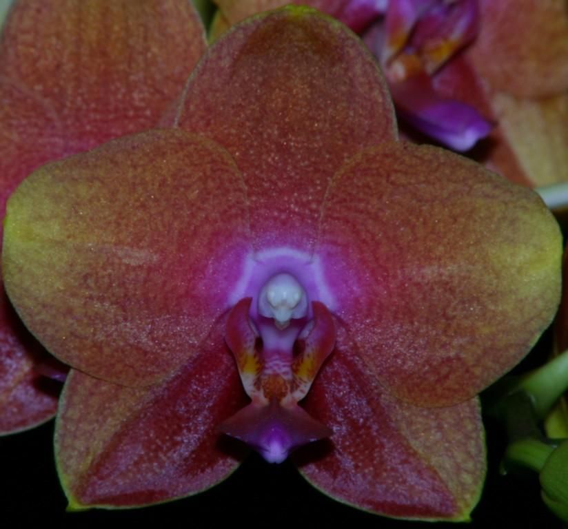 Phalaenopsis Brother Dendi