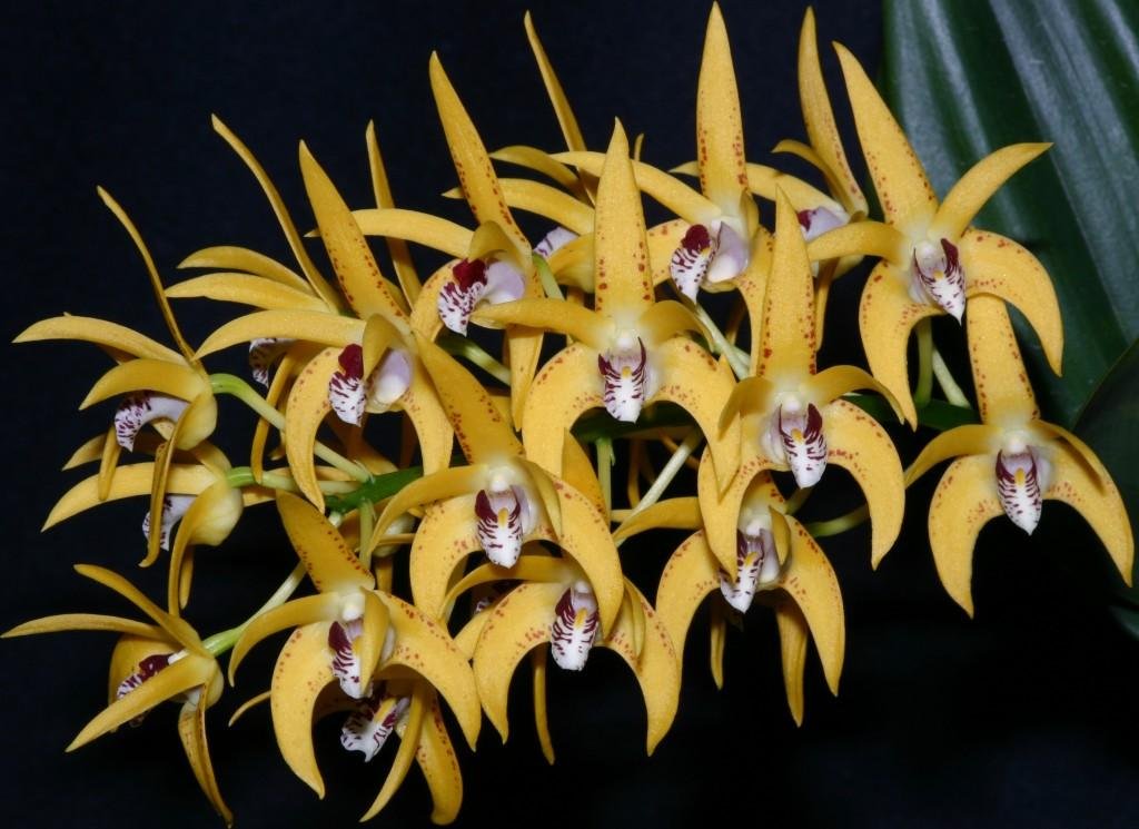 Dendrobium Avril's Gold - HCC/AOC