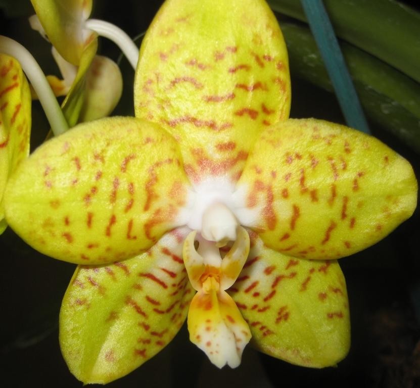 Phal Herb's Gold