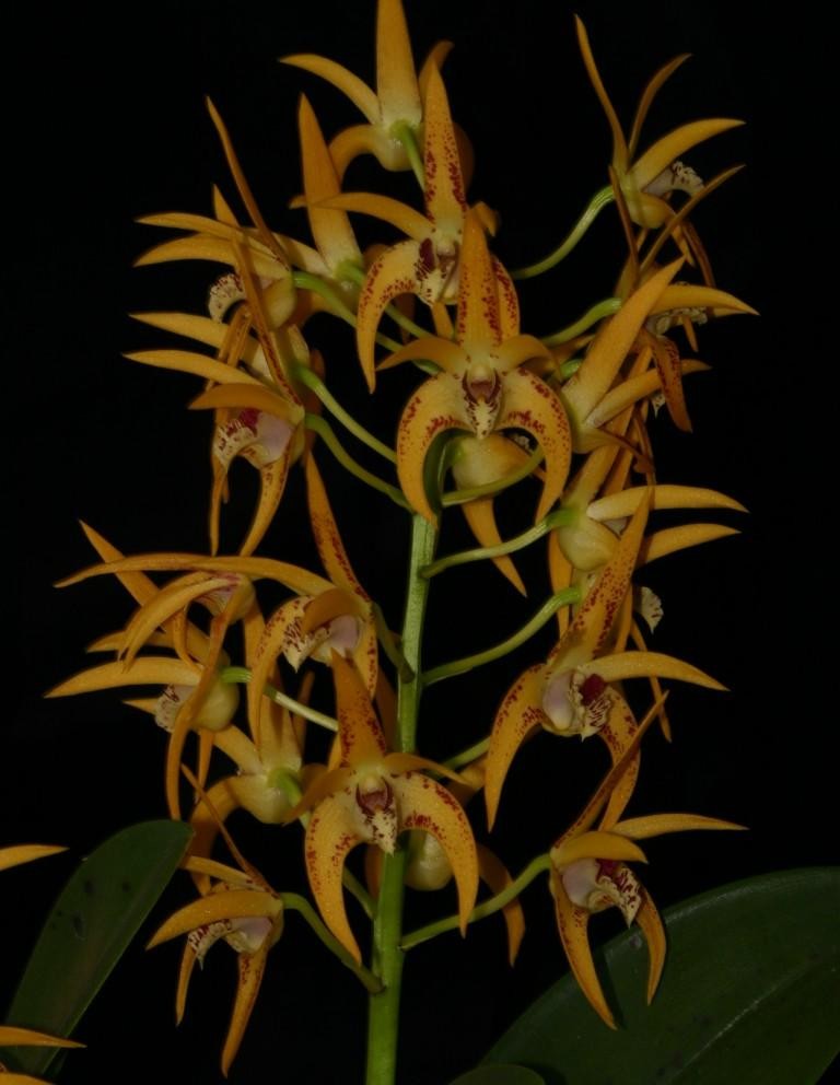 Dendrobium Avril's Gold - HCC/AOC