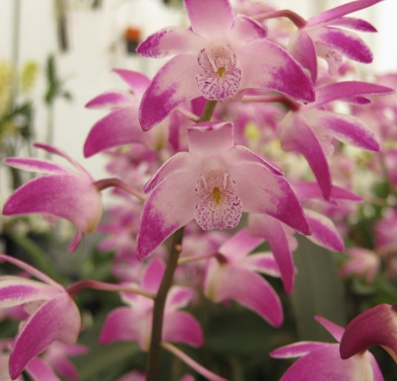 Dendrobium Specio-kingianum - HCC/AOC
