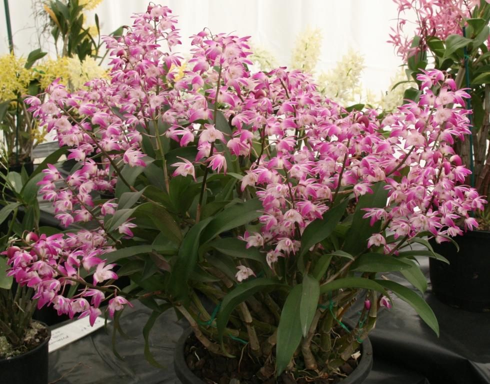 Den Specio-kingianum