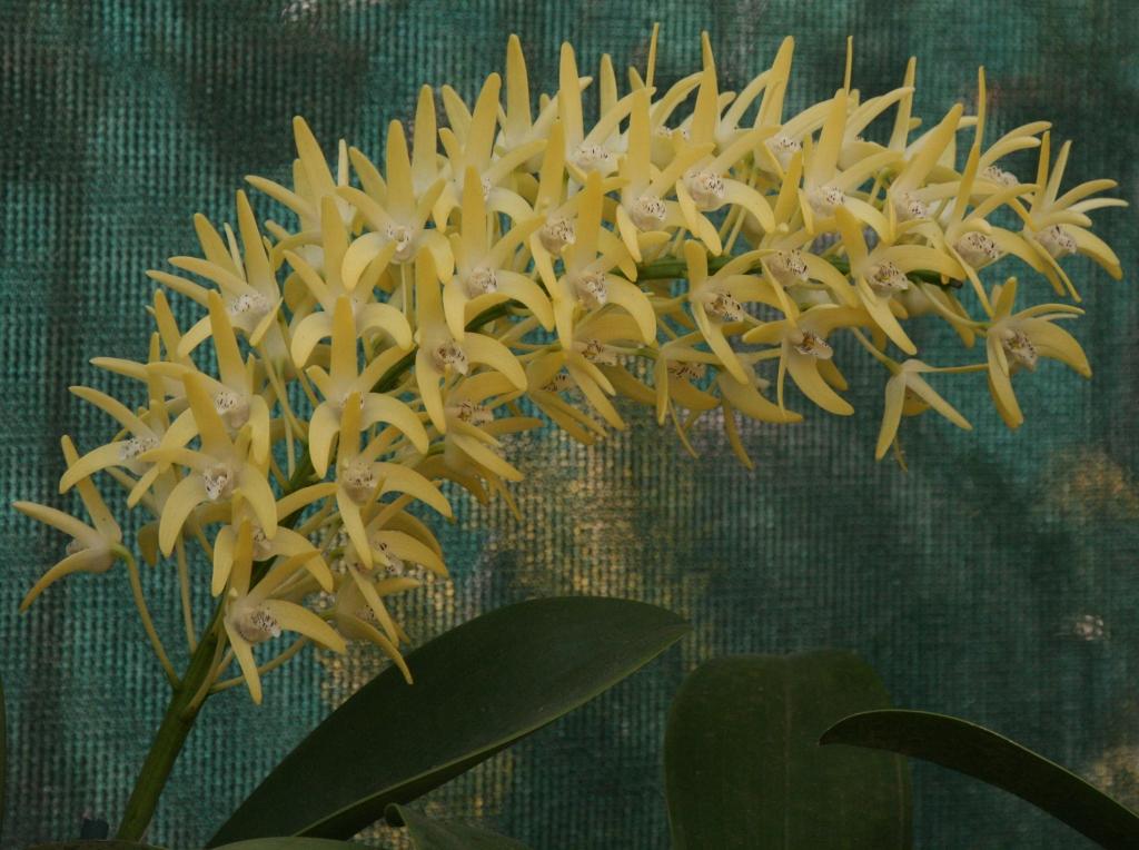 Dendrobium speciosum var. boreale - AM/AOC