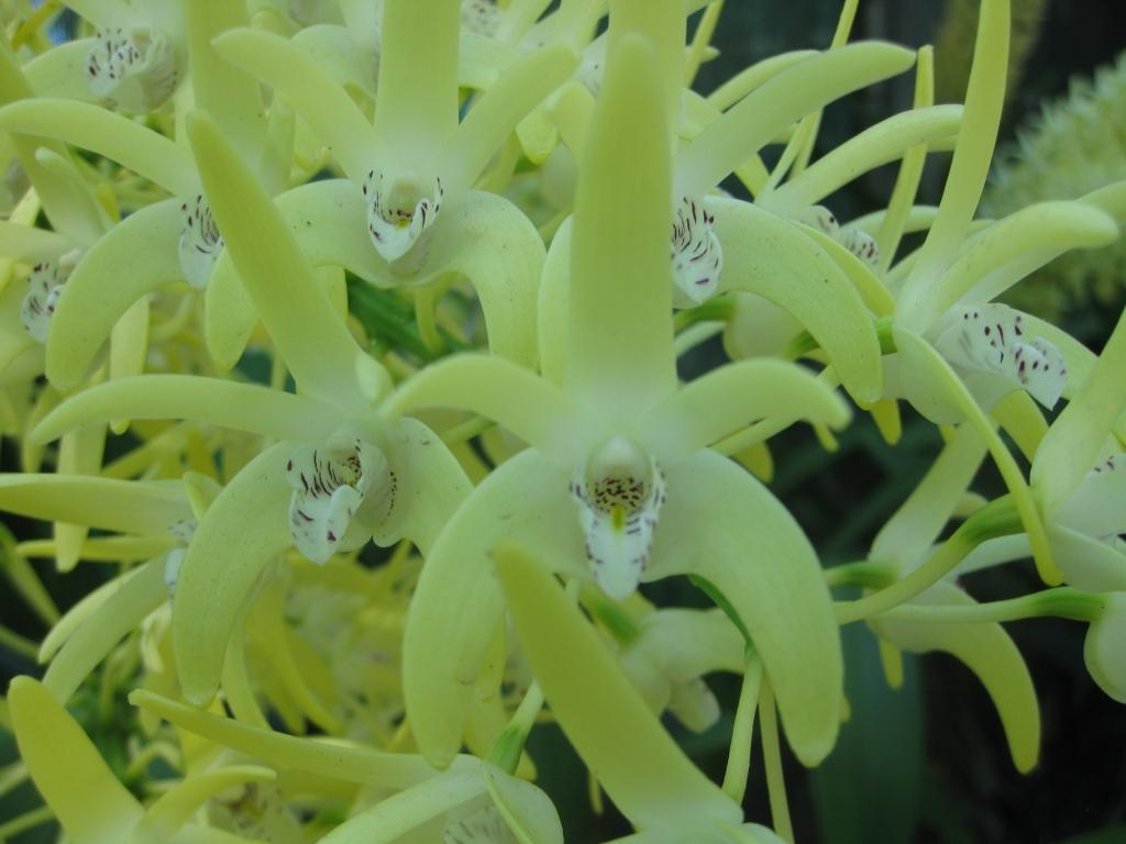 Dendrobium speciosum var. boreale - photo 2