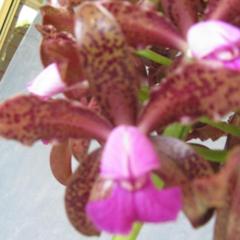 Cattleya tigrina - AM/AOC