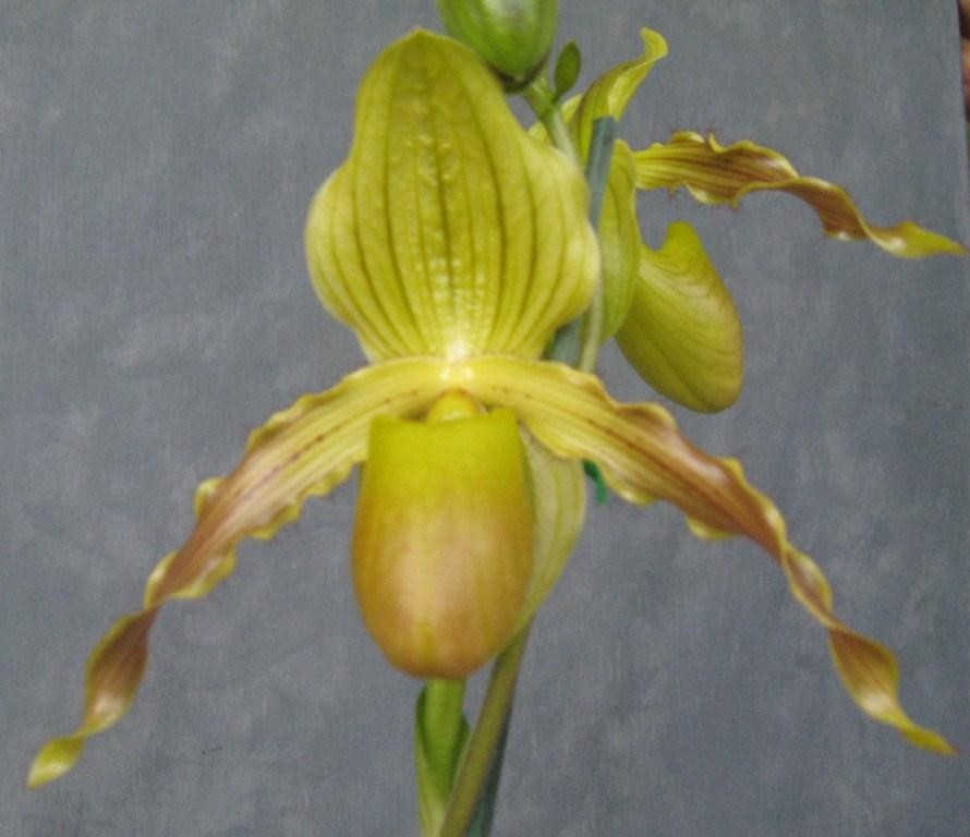 Paphiopedilum Honey