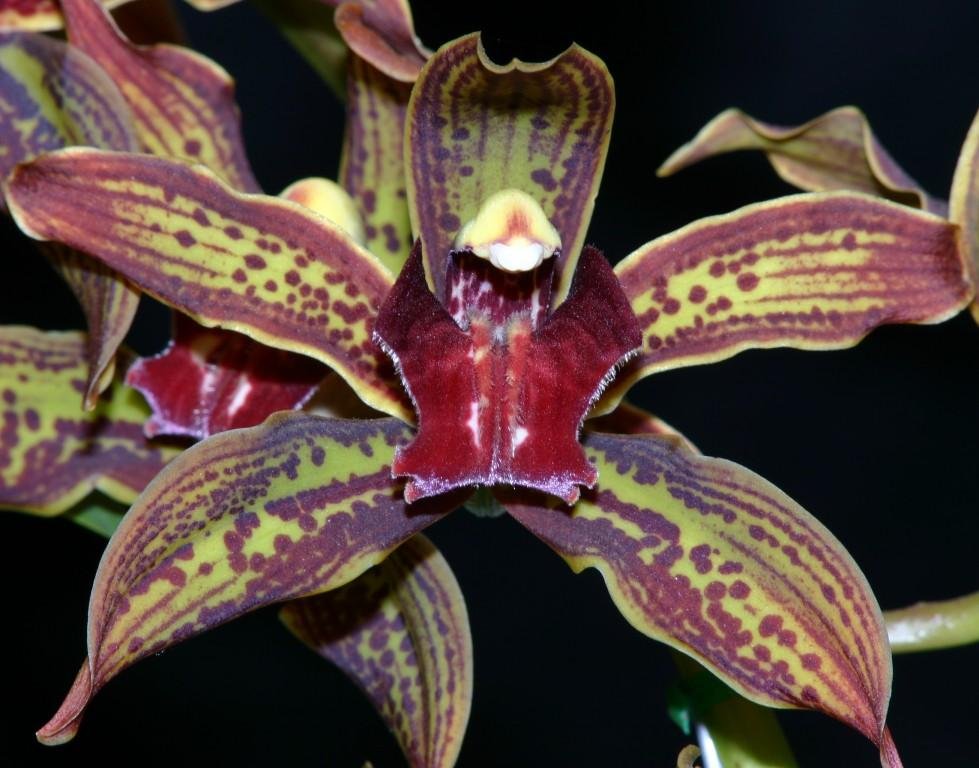 Cymbidium Death Wish