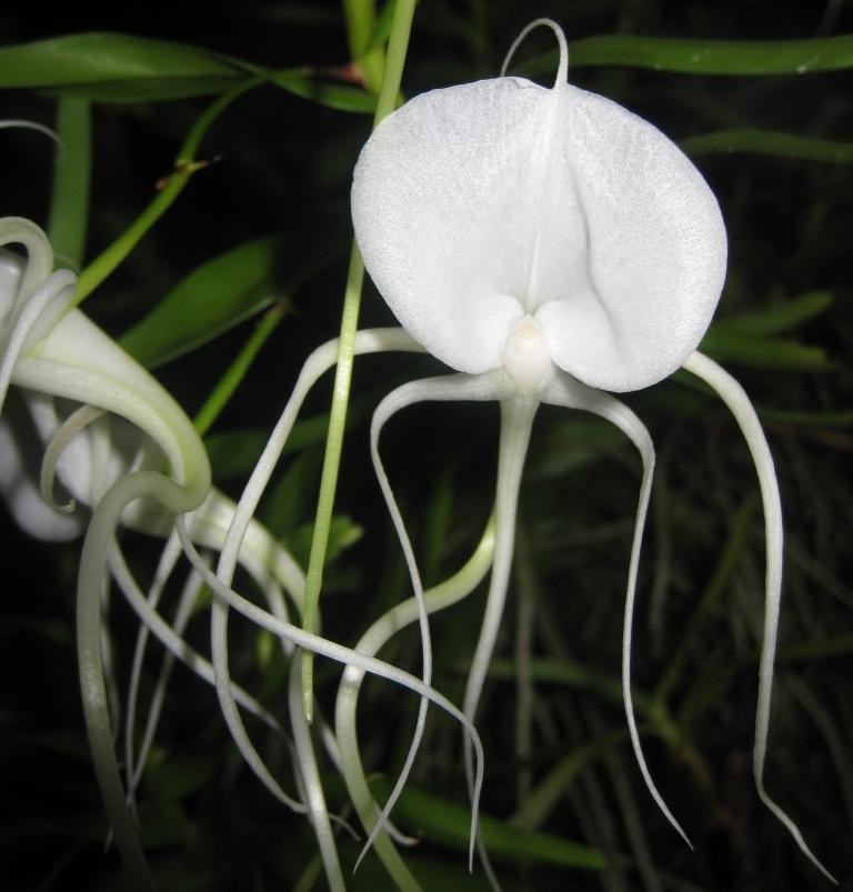 Angraecum germinyanum