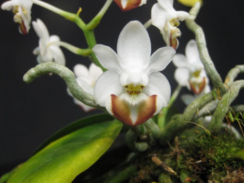 Phalaenopsis lobbii