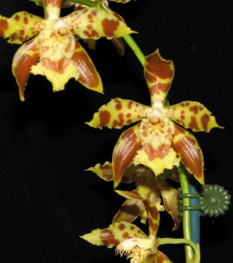 Oncidium hallii - CBM/AOC