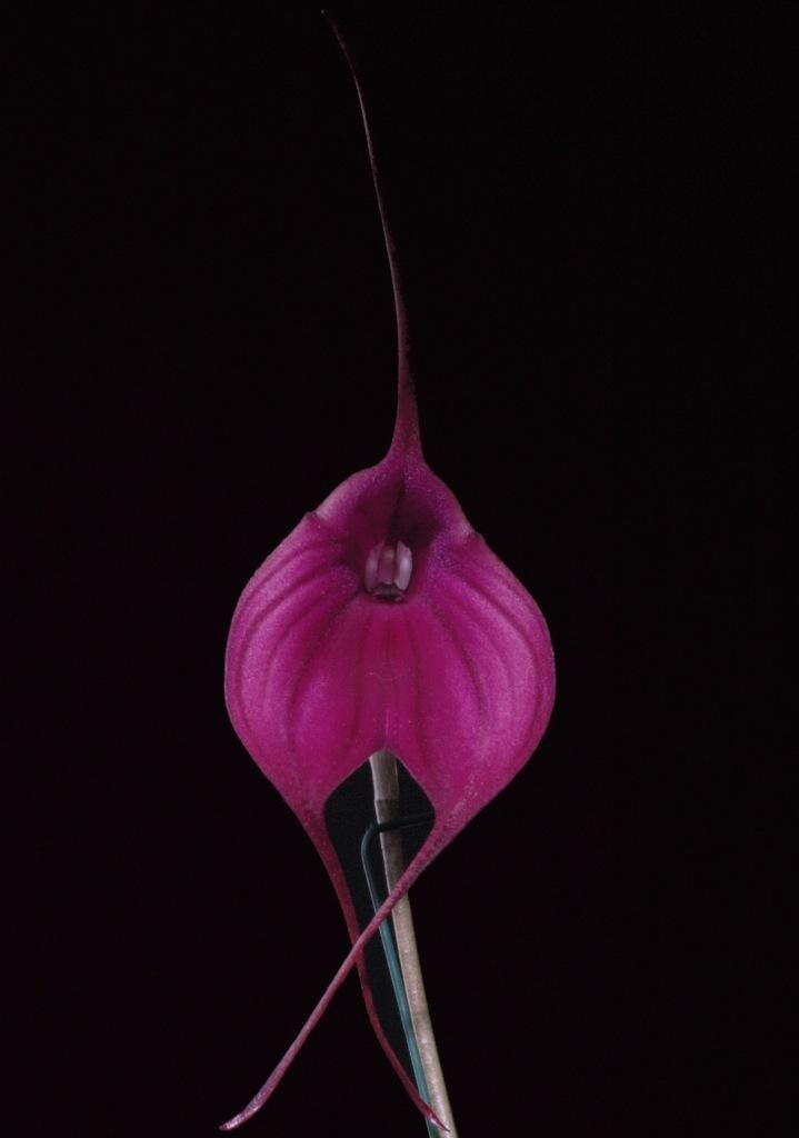 Masdevallia Hot Shot - HCC/AOC