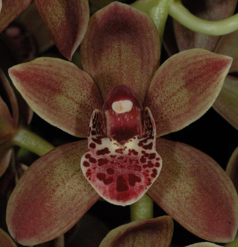 Cymbidium Doctor Len - HCC/AOC