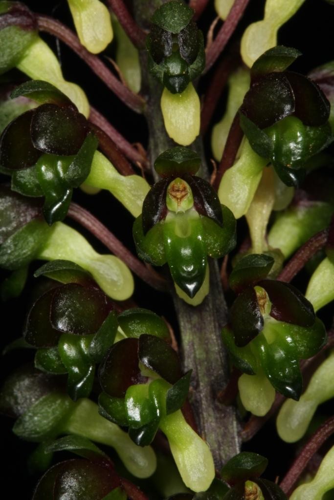 Robiquetia wassellii