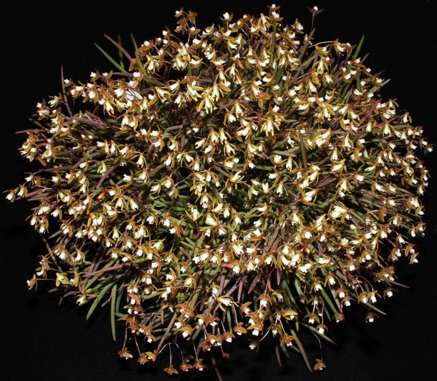 Dendrobium striolatum