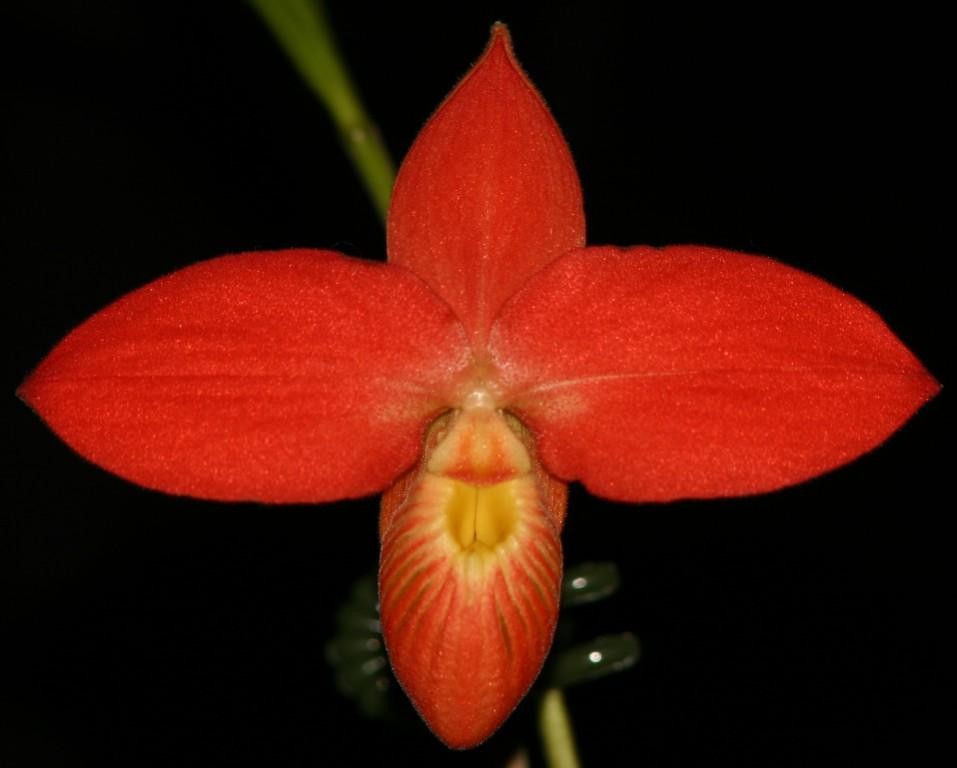 Phragmipedium besseae - HCC/AOC