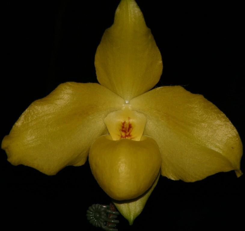 Paphiopedilum Wossner China Moon - HCC/AOC