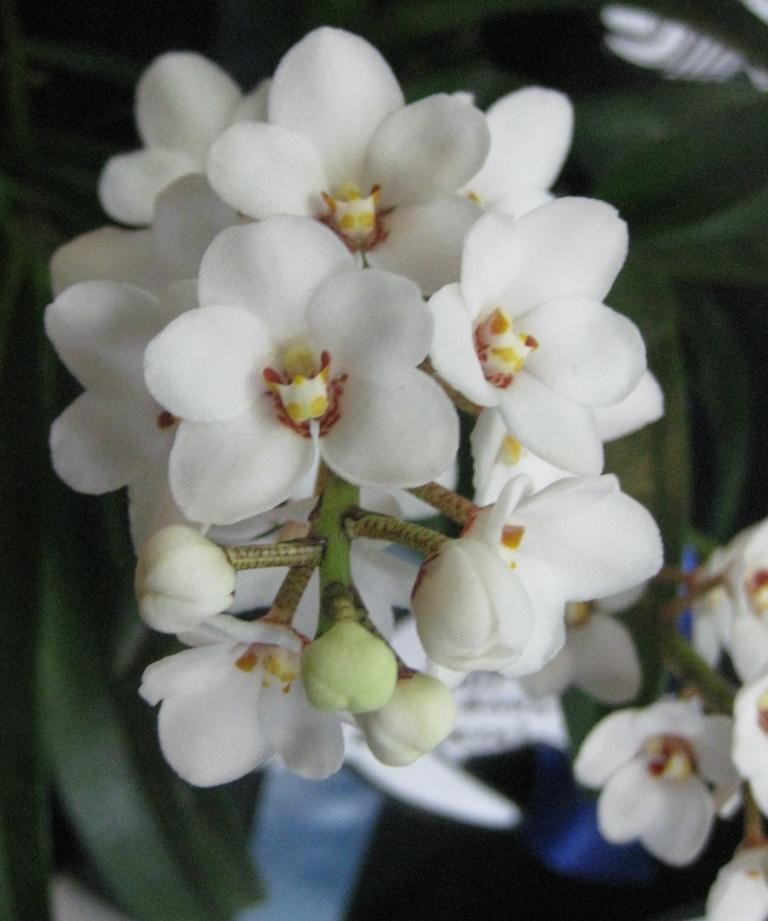 Sarcochilus hartmannii - AM/AOC