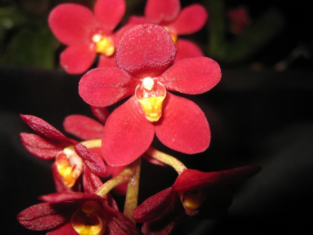 Sarcochilus Magic - HCC/AOC