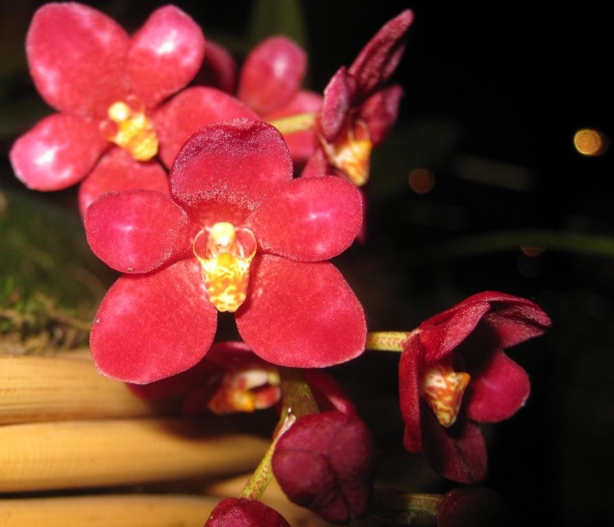 Sarcochilus Magic - AM/AOC