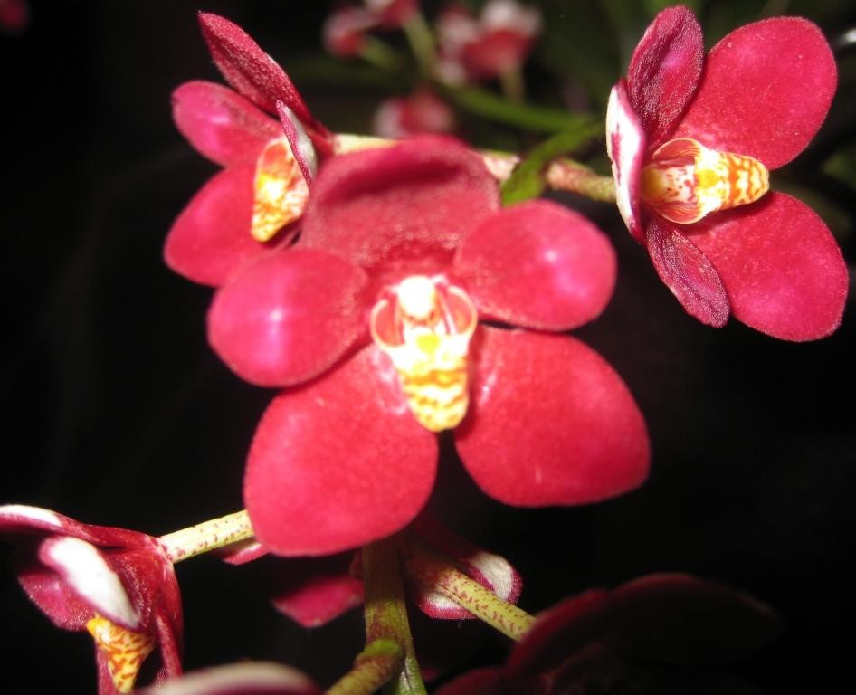 Sarcochilus Magic - AM/AOC