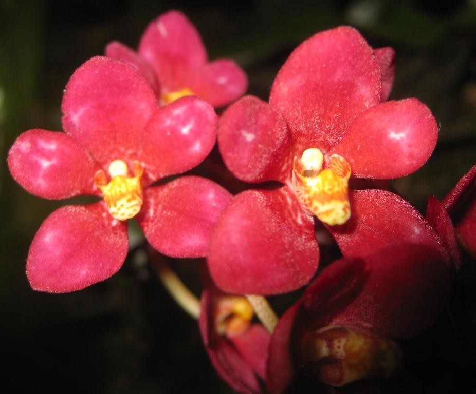 Sarcochilus Magic - HCC/AOC