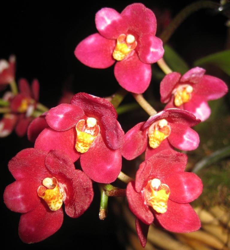 Sarcochilus Magic ASR - photo 2