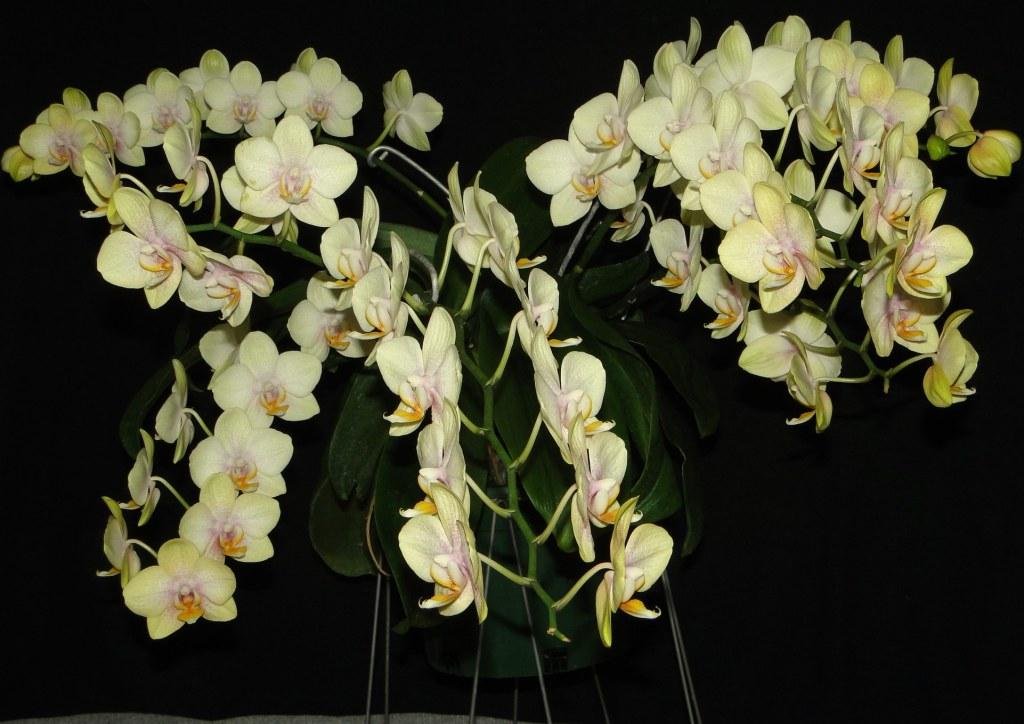 Phal Stefani 'Angela's Passion'