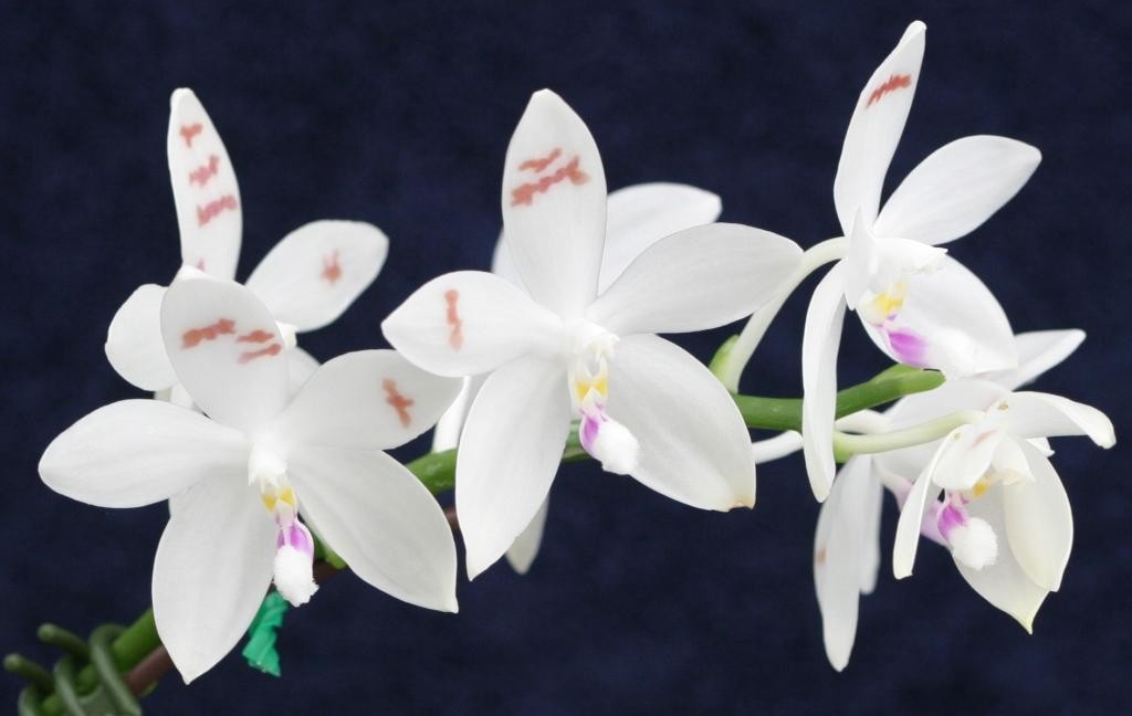 Phalaenopsis tetraspis