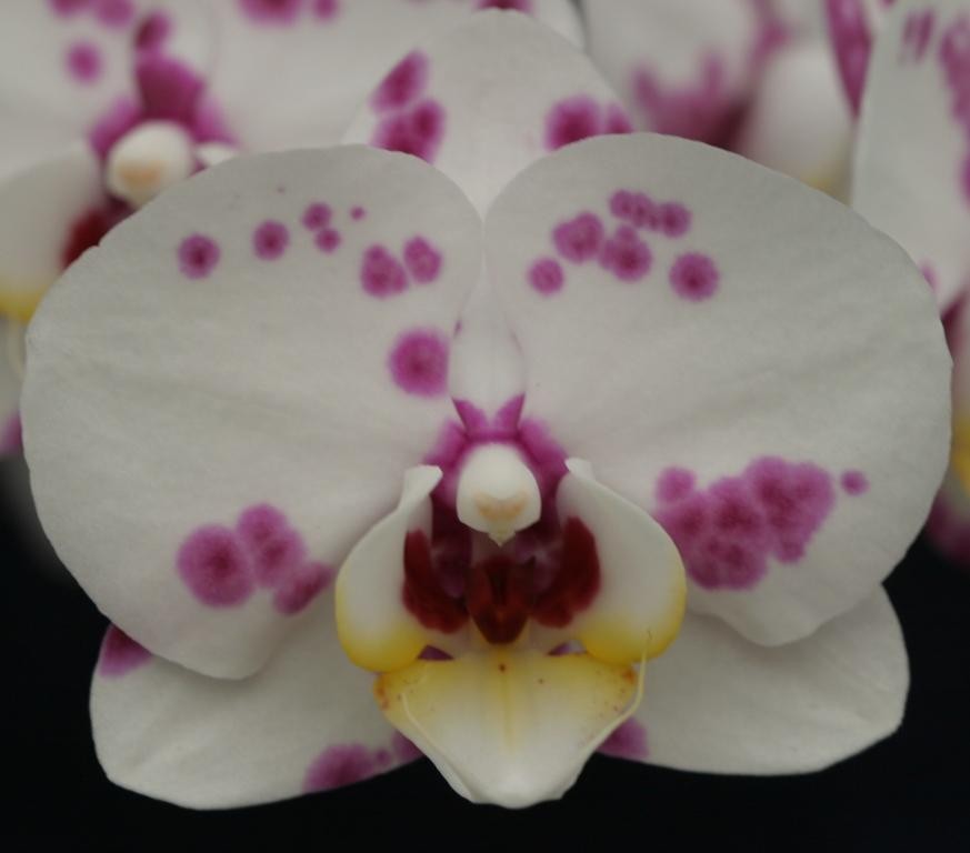 Phal Pony's Magic Girl