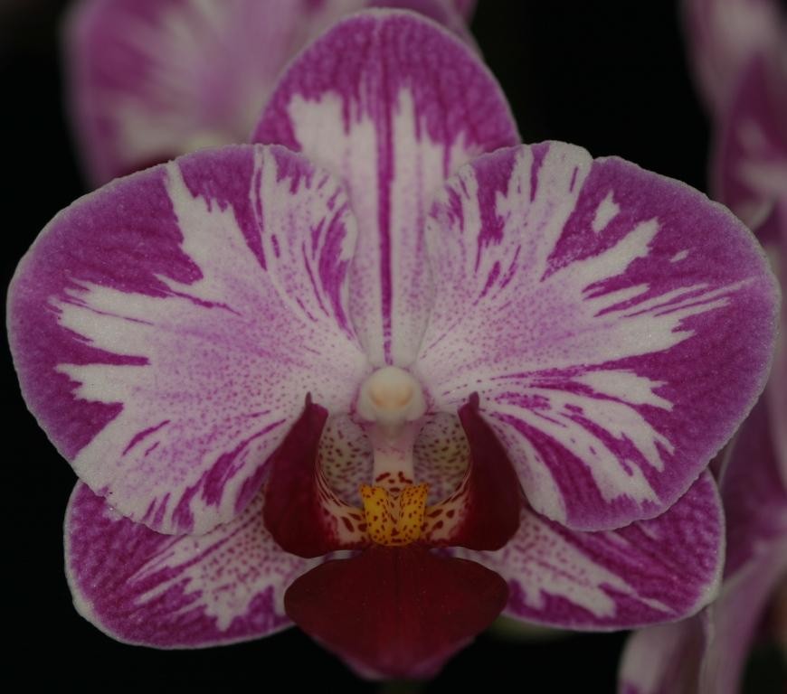 Phal Little Gem Stripes