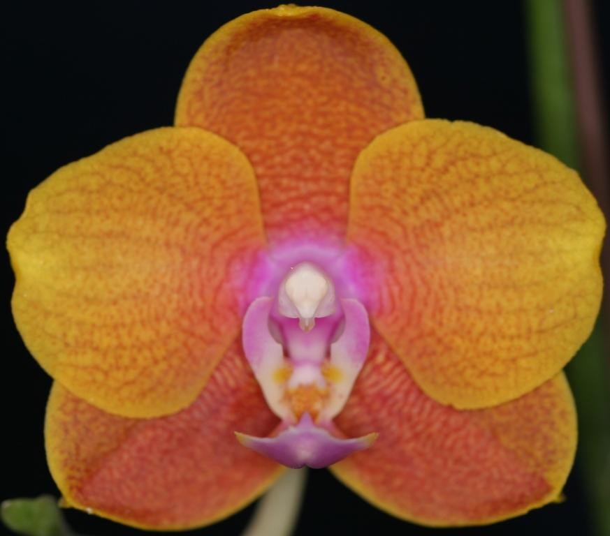 Phal Tying Shin Miracle
