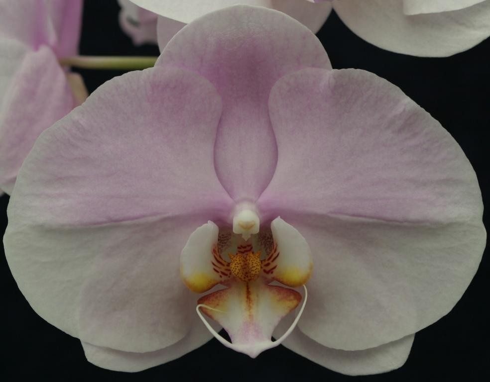 Phalaenopsis Jingcheng Elegant Lady