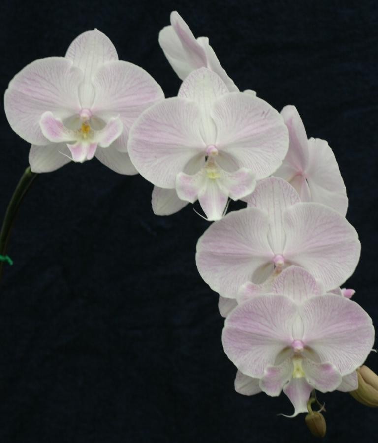 Phalaenopsis Yu Pin Easter Island