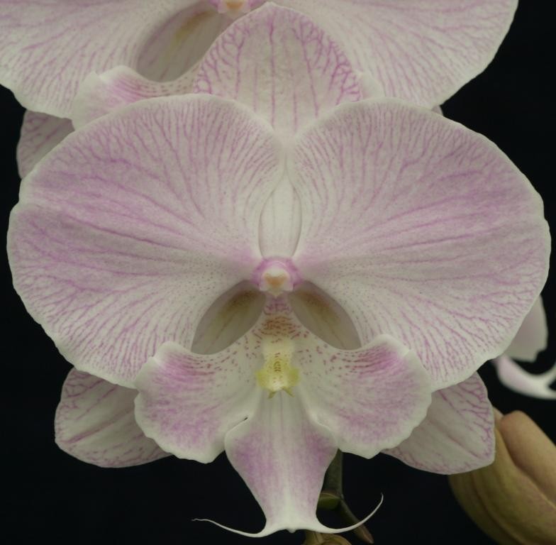 Phal Yu Pin Easter Island