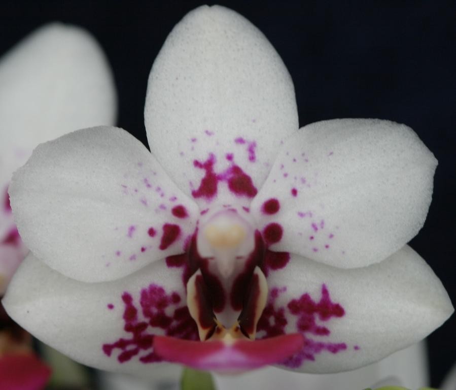 Phal Joy Nancy Lady