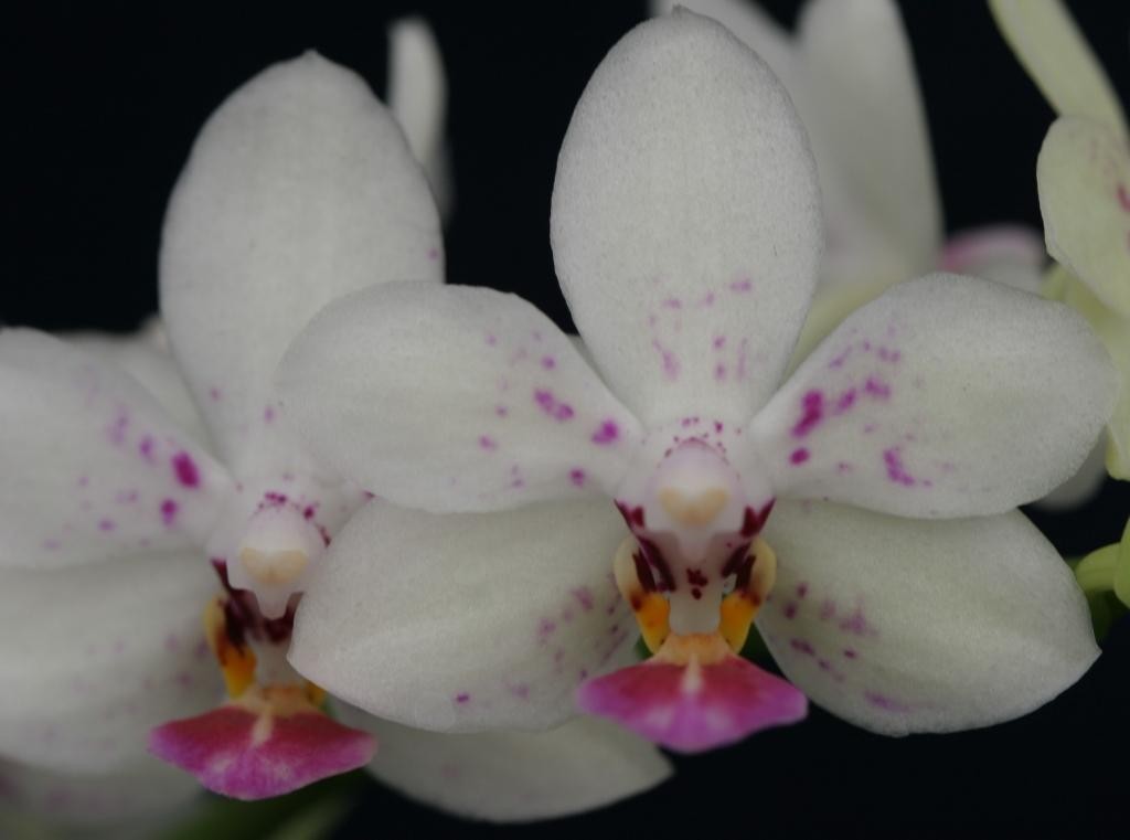 Phal Joy Nancy Lady