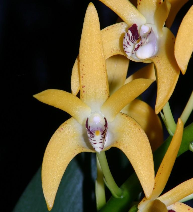 Dendrobium Cosmic Gold - AM/AOC