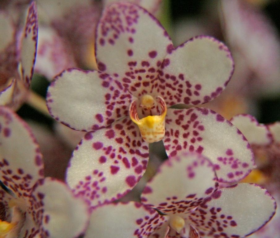 Sarco Burgundy on Ice