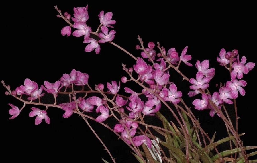 Sarcochilus ceciliae - AM/AOC