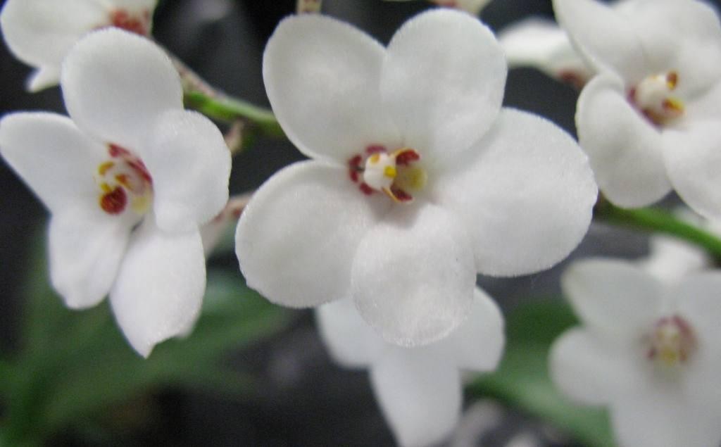 Sarcochilus hartmannii - AM/AOC