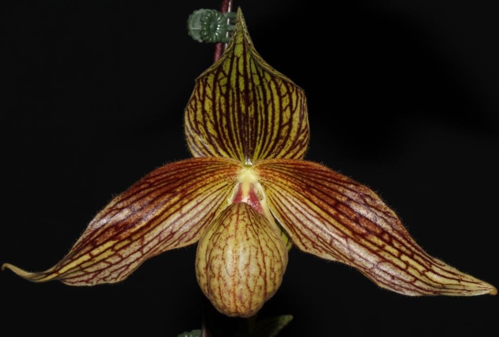 Paph Harold Koopowitz
